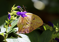 Phoebis neocypris