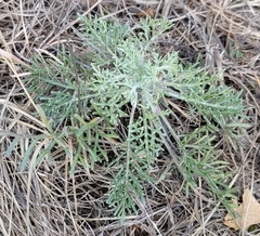 Hymenopappus
