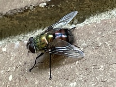 Chrysorutilia
