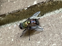 Chrysorutilia