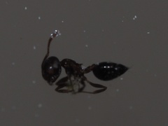 Crematogaster ashmeadi