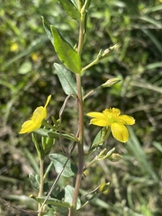 Talinum arnotii