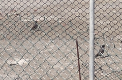 Acridotheres javanicus