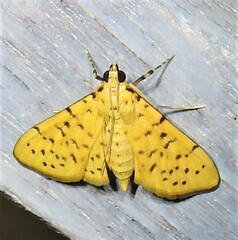 Conogethes punctiferalis