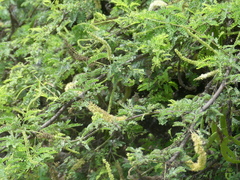 Prosopis pallida