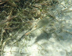 Tetractenos hamiltoni