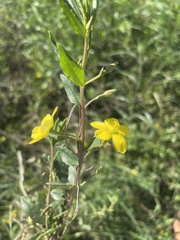 Talinum arnotii