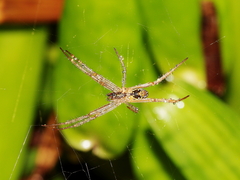 Cyrtophora cylindroides