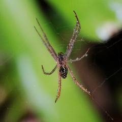 Cyrtophora cylindroides