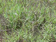 Paspalum distichum