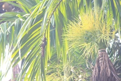 Funambulus tristriatus