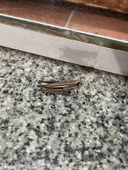 Amblytropidia australis