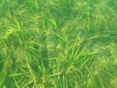 Platycephalus fuscus