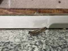 Amblytropidia australis