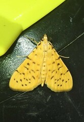 Conogethes punctiferalis