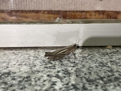 Amblytropidia australis