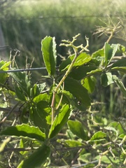 Cyphostemma puberulum