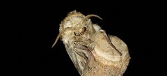 Lasiocampidae