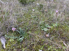 Dodecatheon