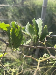 Cyphostemma puberulum