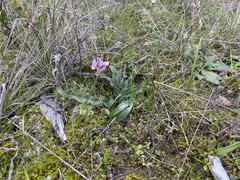 Dodecatheon