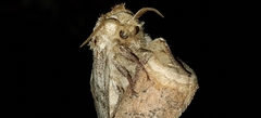 Lasiocampidae