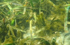 Atypichthys strigatus