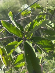 Cyphostemma puberulum