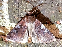 Cerastis tenebrifera