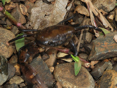 Potamoidea