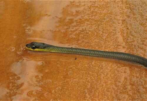 Common Tree Snake sighting