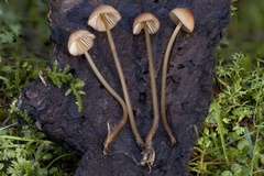 Mycena sanguinolenta