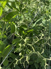 Cyphostemma puberulum