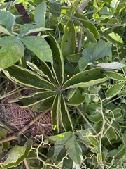 Cyphostemma puberulum