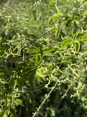 Cyphostemma puberulum