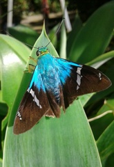 Astraptes