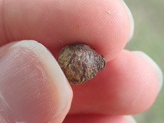 Disholcaspis bassetti