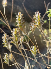 Tetramerium nervosum