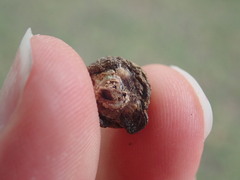 Disholcaspis bassetti
