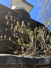 Tetramerium nervosum