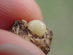 Disholcaspis bassetti