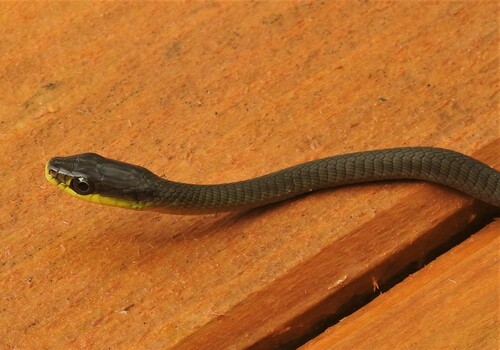 Common Tree Snake sighting