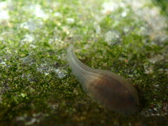 Glossiphoniidae