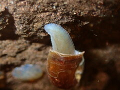 Glossiphoniidae