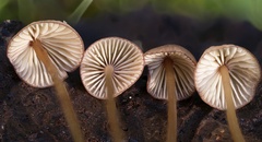 Mycena sanguinolenta