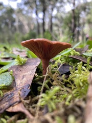 Lactarius eucalypti