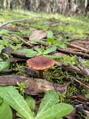 Lactarius eucalypti