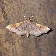 Coenostolopsis apicalis