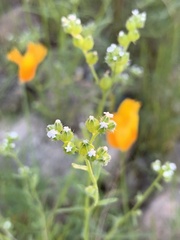 Cryptantha pterocarya