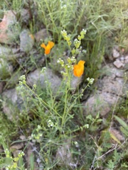 Cryptantha pterocarya